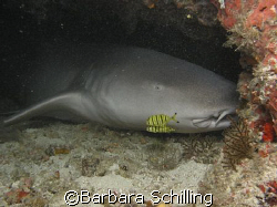 Nurseshark at lunch break by Barbara Schilling 